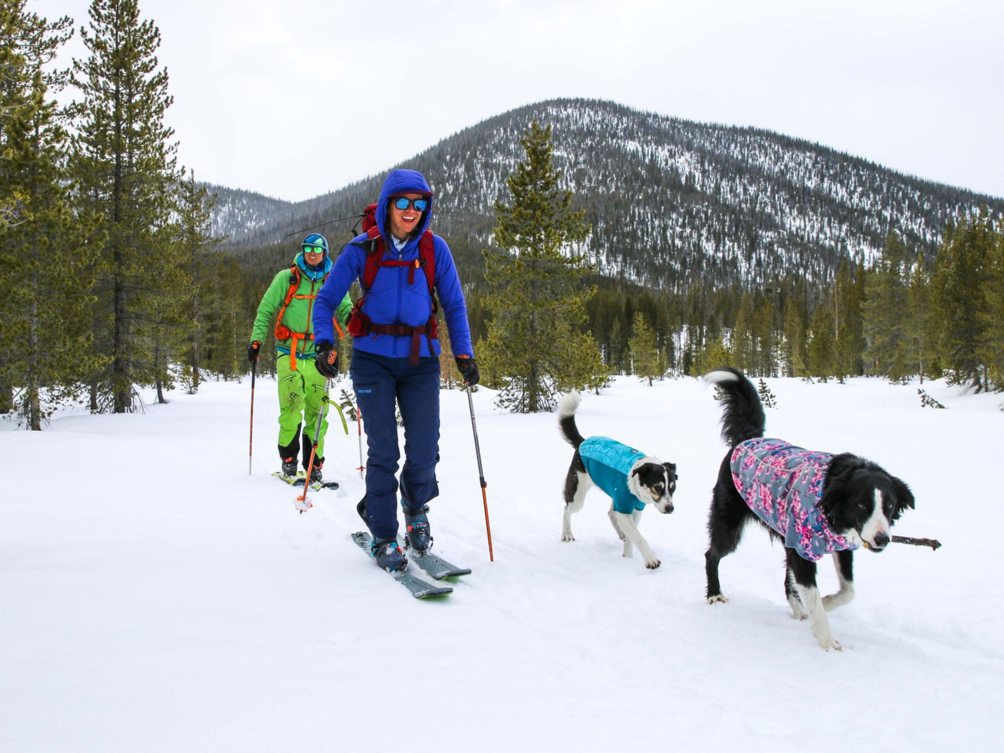 skiers and dogs out in the mountains
